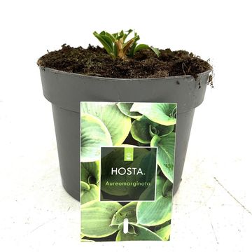 Hosta 'Fortunei Aureomarginata'