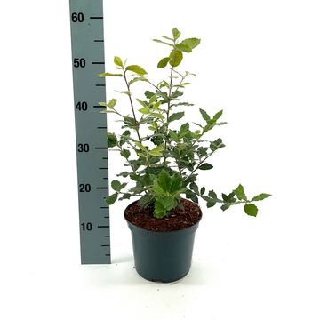 Quercus ilex