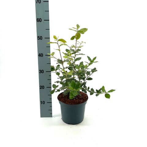 Quercus ilex