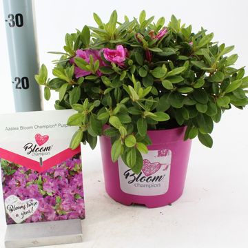 Rhododendron BLOOMCHAMPION PURPLE (AJ)