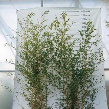 Phyllostachys aureosulcata 'Aureocaulis'