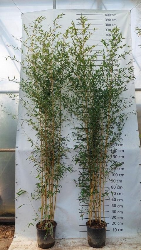 Phyllostachys aureosulcata 'Aureocaulis'