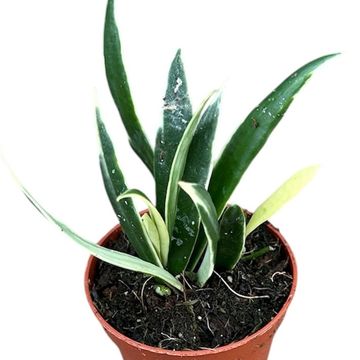 Hoya tsangii 'Albomarginata'