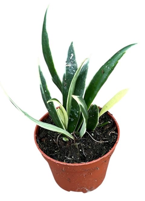 Hoya tsangii 'Albomarginata'