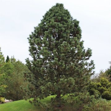 Pinus ponderosa