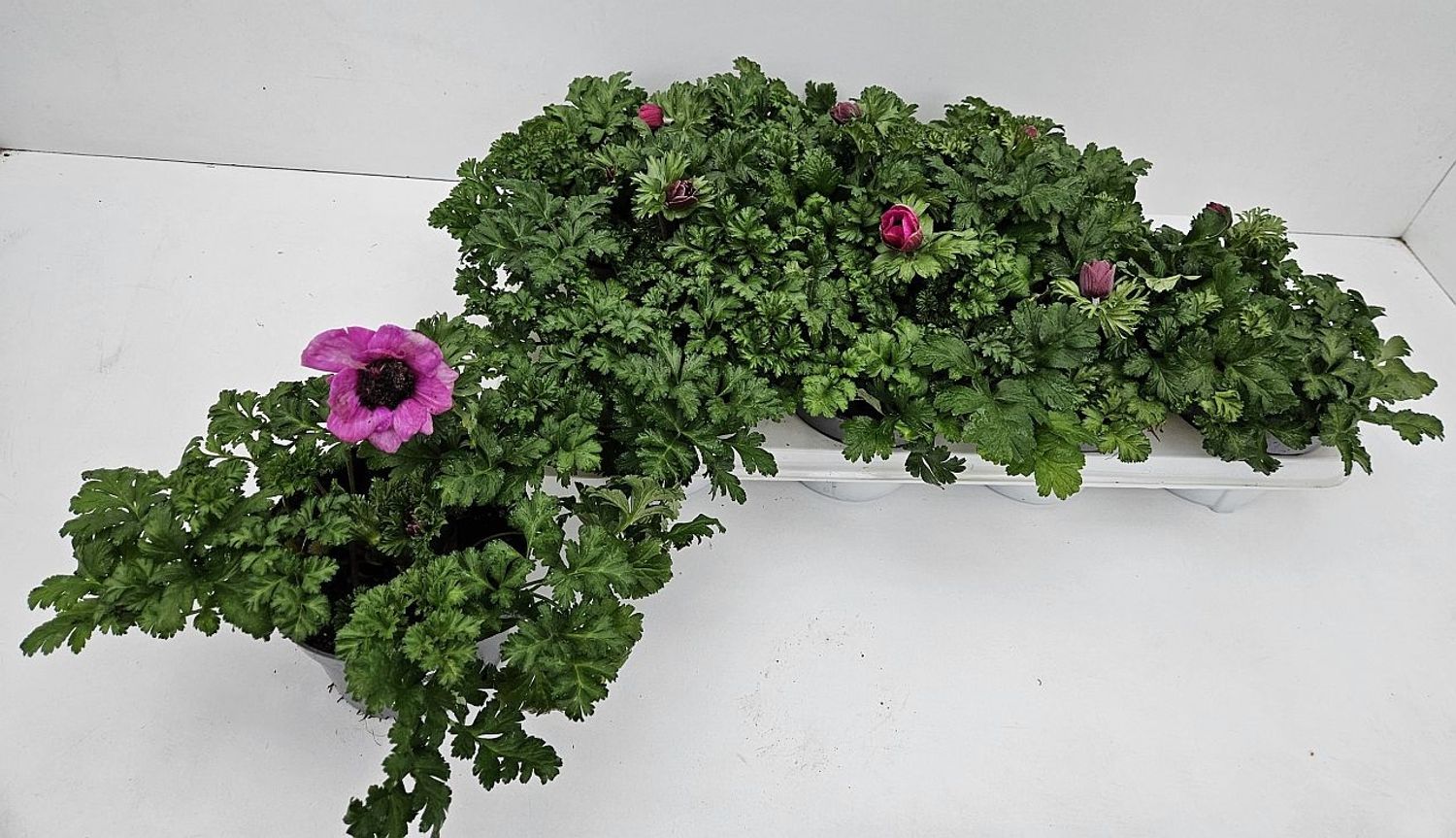 Anemone coronaria 'Animo Pink' — Toptan Bitki Satışı FlorAccess