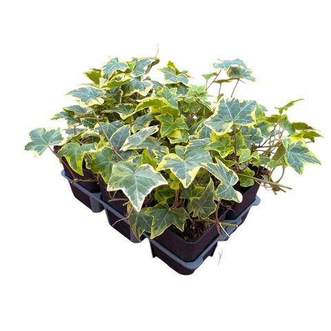 Hedera helix 'Goldchild'