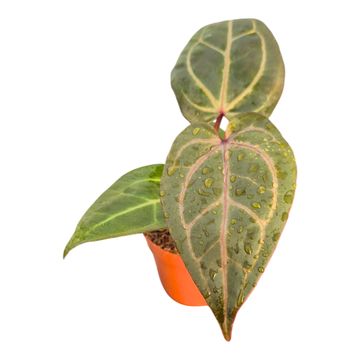 Anthurium DocBlock Anthurium Dark & Handsome® '9' X Minerva® '20'