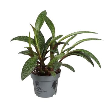 Ledebouria socialis