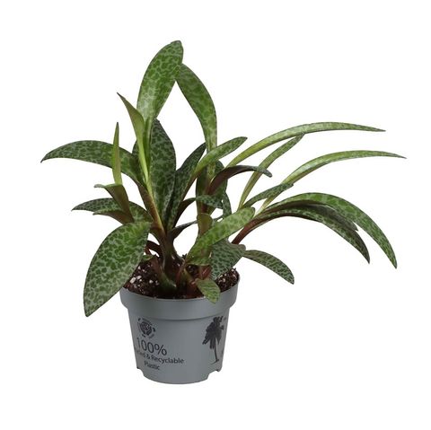 Ledebouria socialis