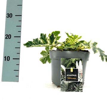 Acanthus 'Whitewater'