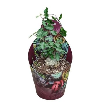 Fockea edulis