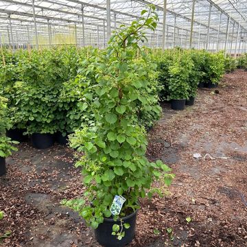 Hydrangea anomala petiolaris