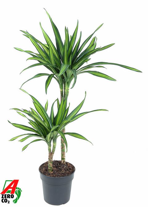 Dracaena fragrans RIKI