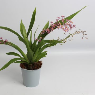 Oncidium ornithorhynchum
