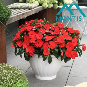 Impatiens COLORPOWER FIRE