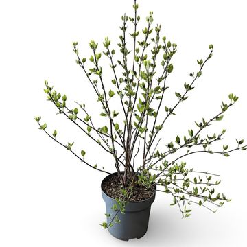 Calycanthus floridus