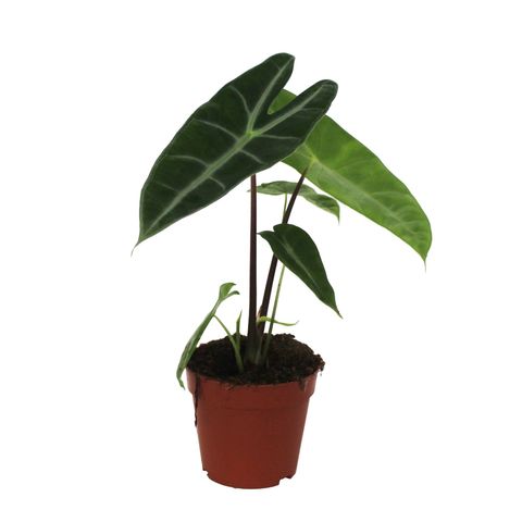 Alocasia longiloba