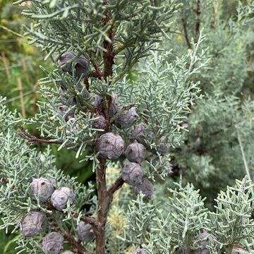 Cupressus arizonica 'Glauca'