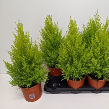 Cupressus macrocarpa 'Goldcrest Wilma'