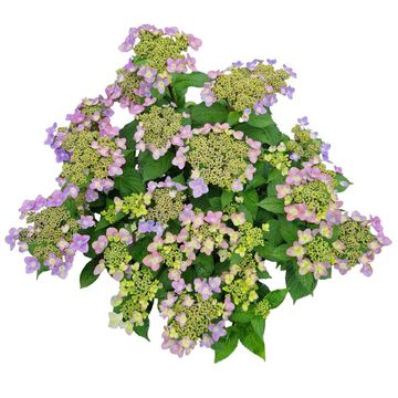 Hydrangea MILLION STARS SIRIUS BLUE