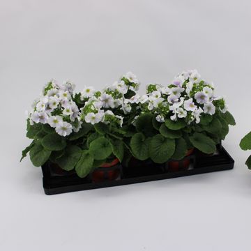 Primula obconica SWEET KISSES AMORE BLUE WHITE