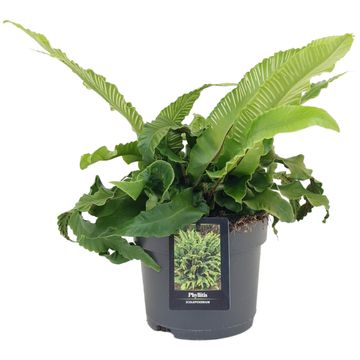 Phyllitis scolopendrium