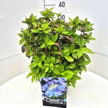 Hydrangea serrata 'Bluebird'