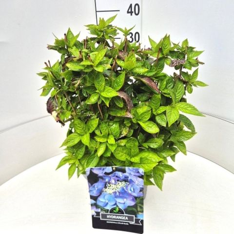 Hydrangea serrata 'Bluebird'