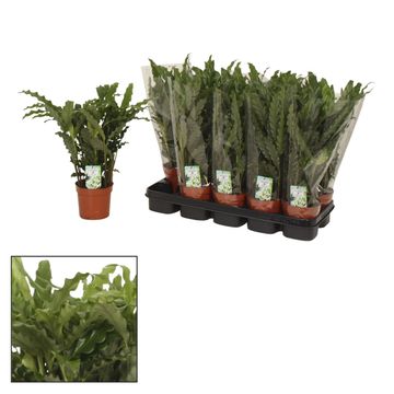 Calathea rufibarba 'Blue Grass'