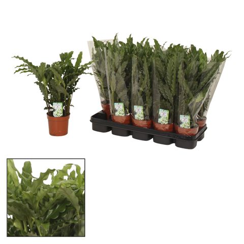 Calathea rufibarba 'Blue Grass'