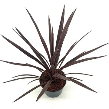 Cordyline australis 'Red Star'