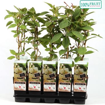 Actinidia deliciosa 'Atlas'