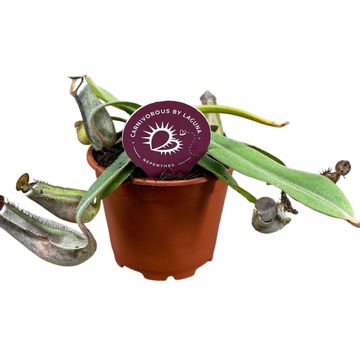 Nepenthes albomarginata