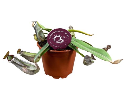 Nepenthes albomarginata