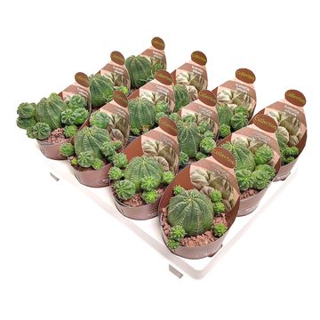 Euphorbia infausta