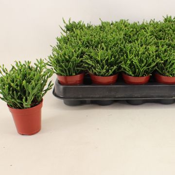 Hatiora salicornioides