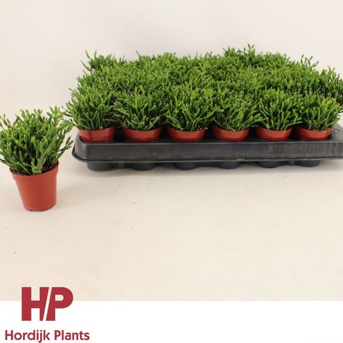 Hatiora salicornioides