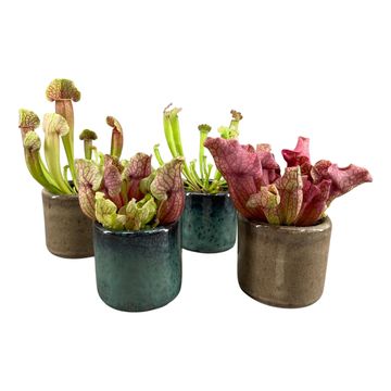 Sarracenia