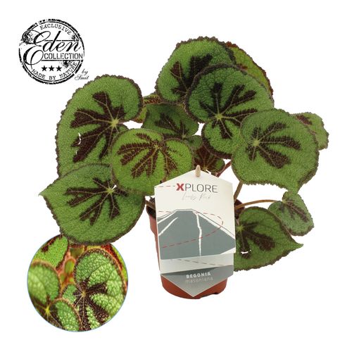 Begonia masoniana ROCK