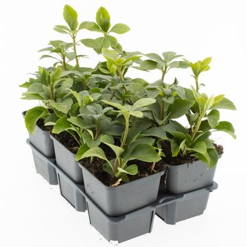 Pachysandra terminalis