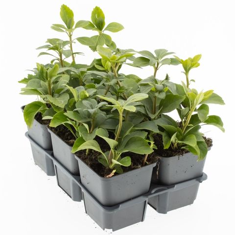 Pachysandra terminalis