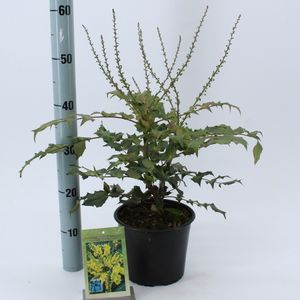 Mahonia bealei (About Plants Zundert BV)