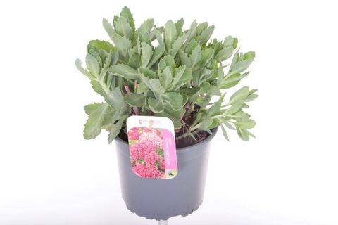 Sedum 'Herbstfreude'