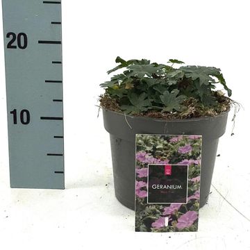 Geranium sanguineum 'Max Frei'