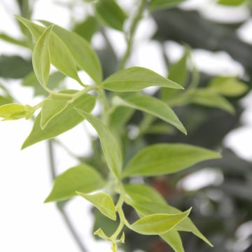 Sarcococca confusa