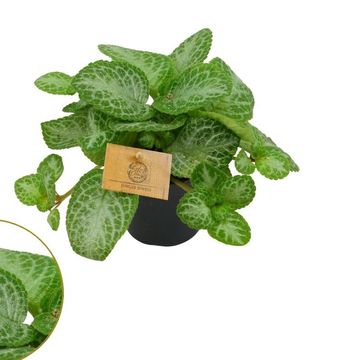 Episcia cupreata MINTY IMPROVED