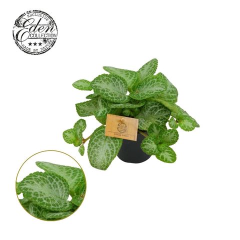 Episcia cupreata MINTY IMPROVED