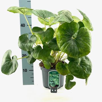 Farfugium japonicum giganteum