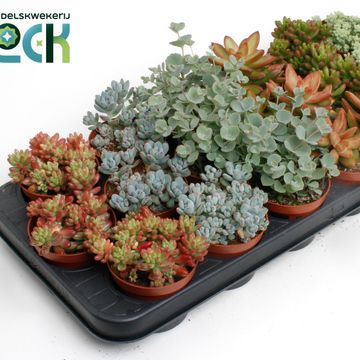 Sedum MIX